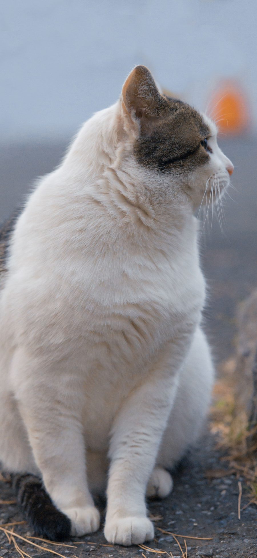 [2436×1125]猫咪 喵星人 宠物 可爱 苹果手机壁纸图片