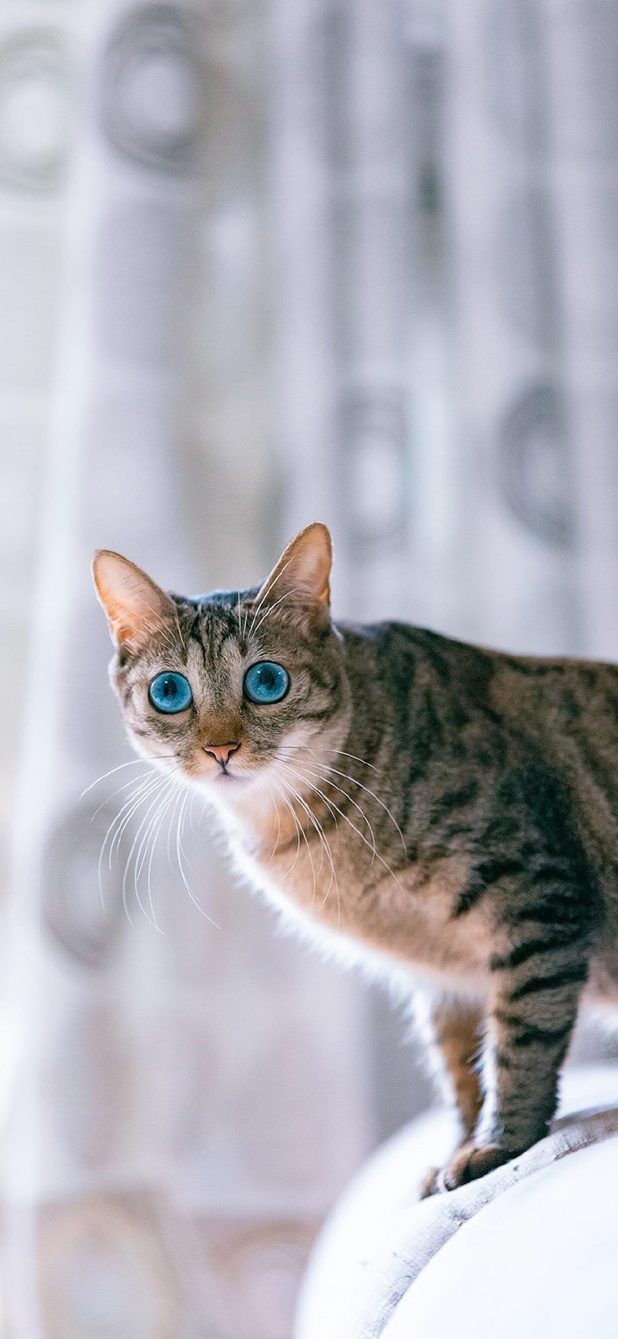 [2436×1125]猫咪 宠物 瞳孔 猫须 苹果手机壁纸图片