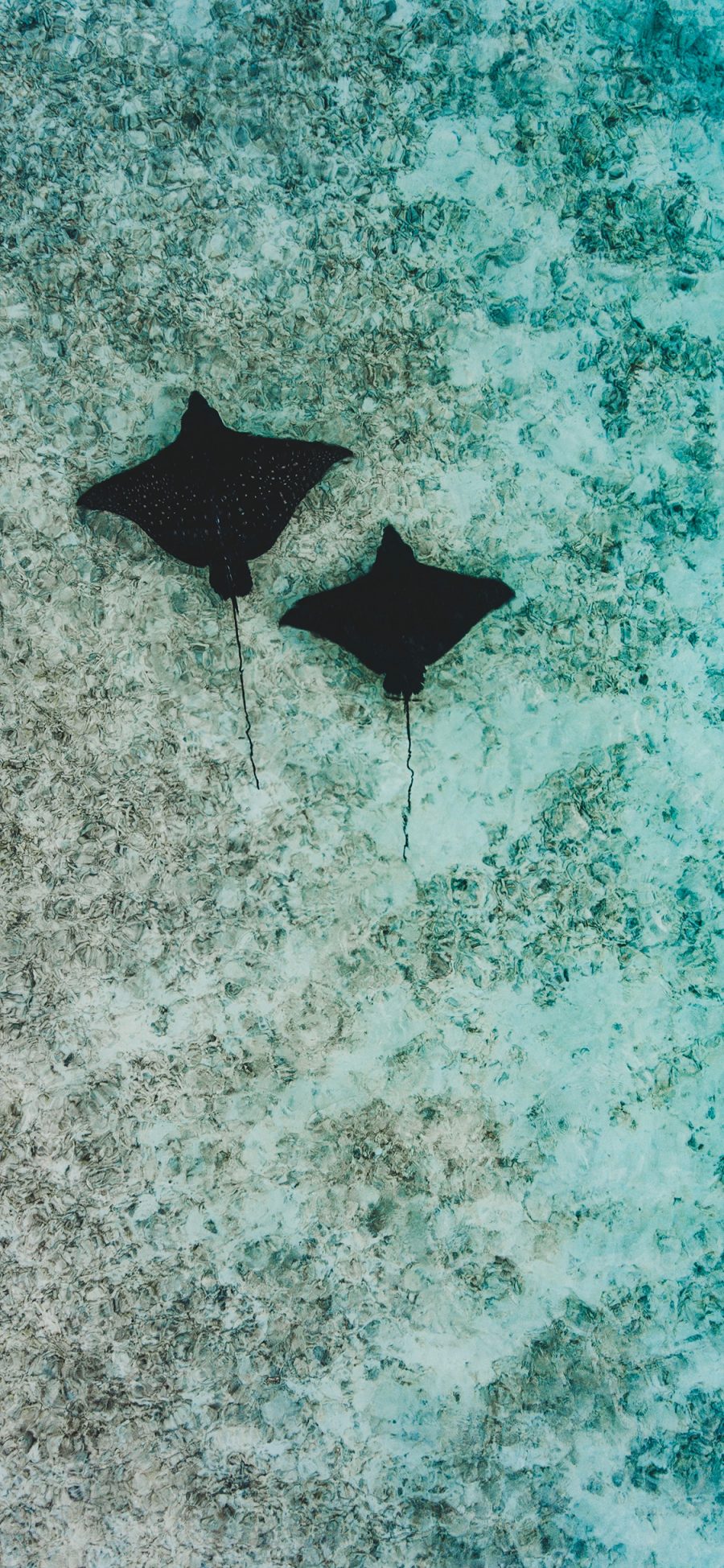 [2436×1125]大海 海洋生物 海鱼 魔鬼鱼 苹果手机壁纸图片