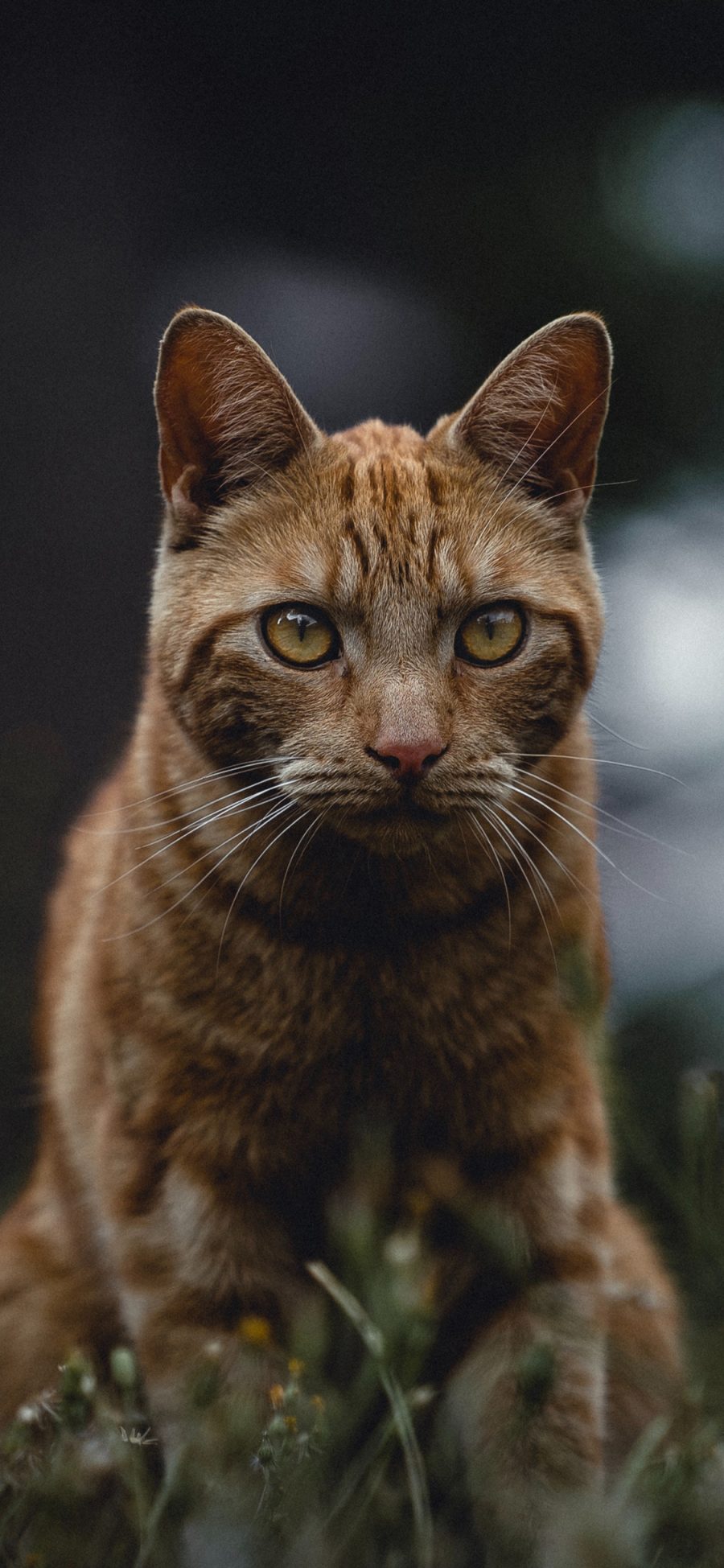 [2436×1125]草地 猫咪 橘猫 喵星人 苹果手机壁纸图片