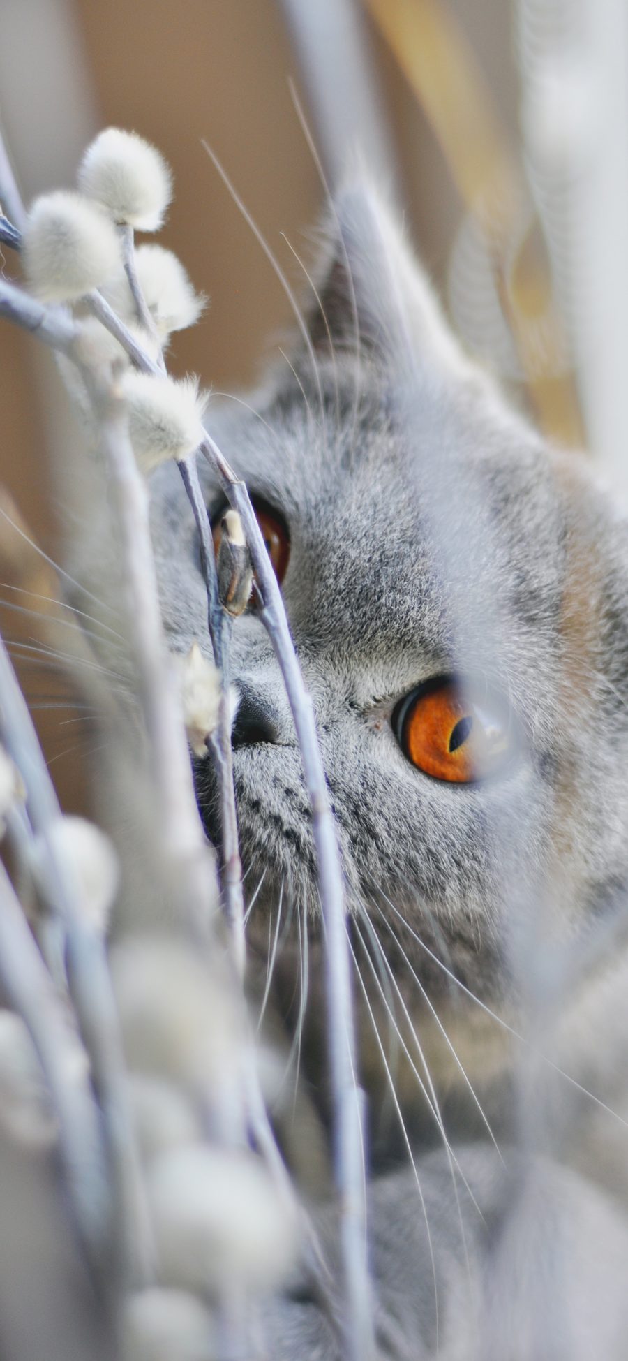 [2436×1125]猫咪 宠物 喵星人 萌 苹果手机壁纸图片