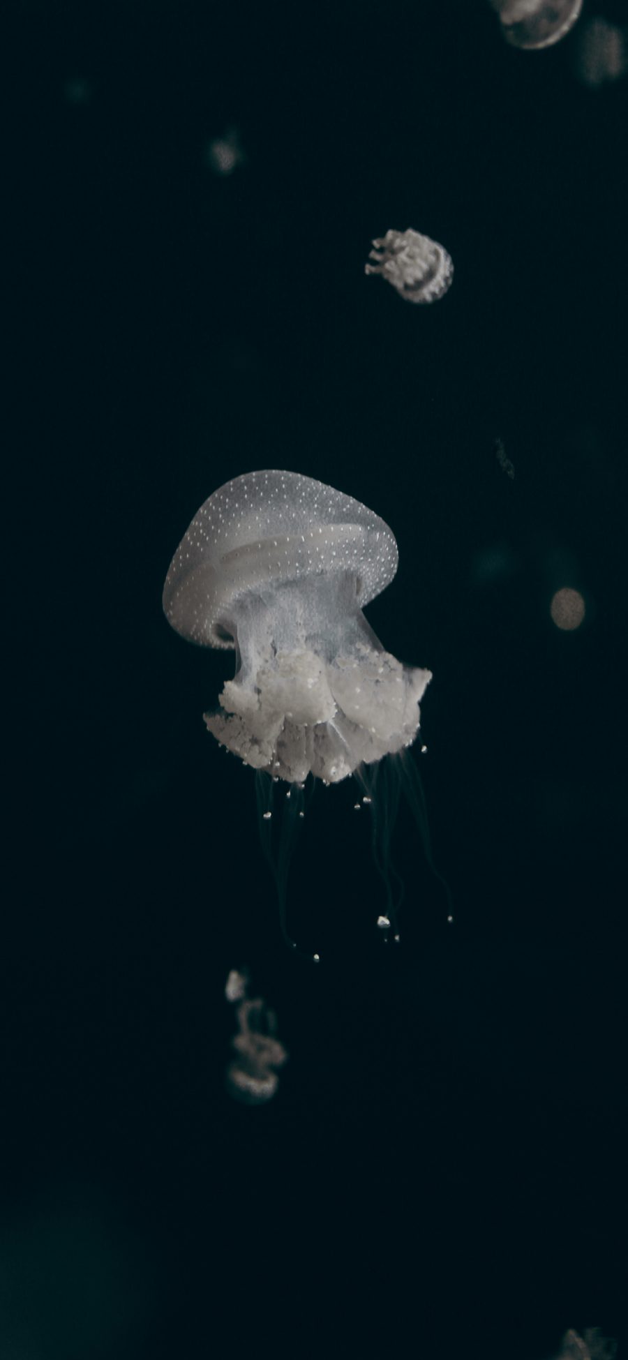 [2436×1125]水母 浮游 海洋 黑白 苹果手机壁纸图片