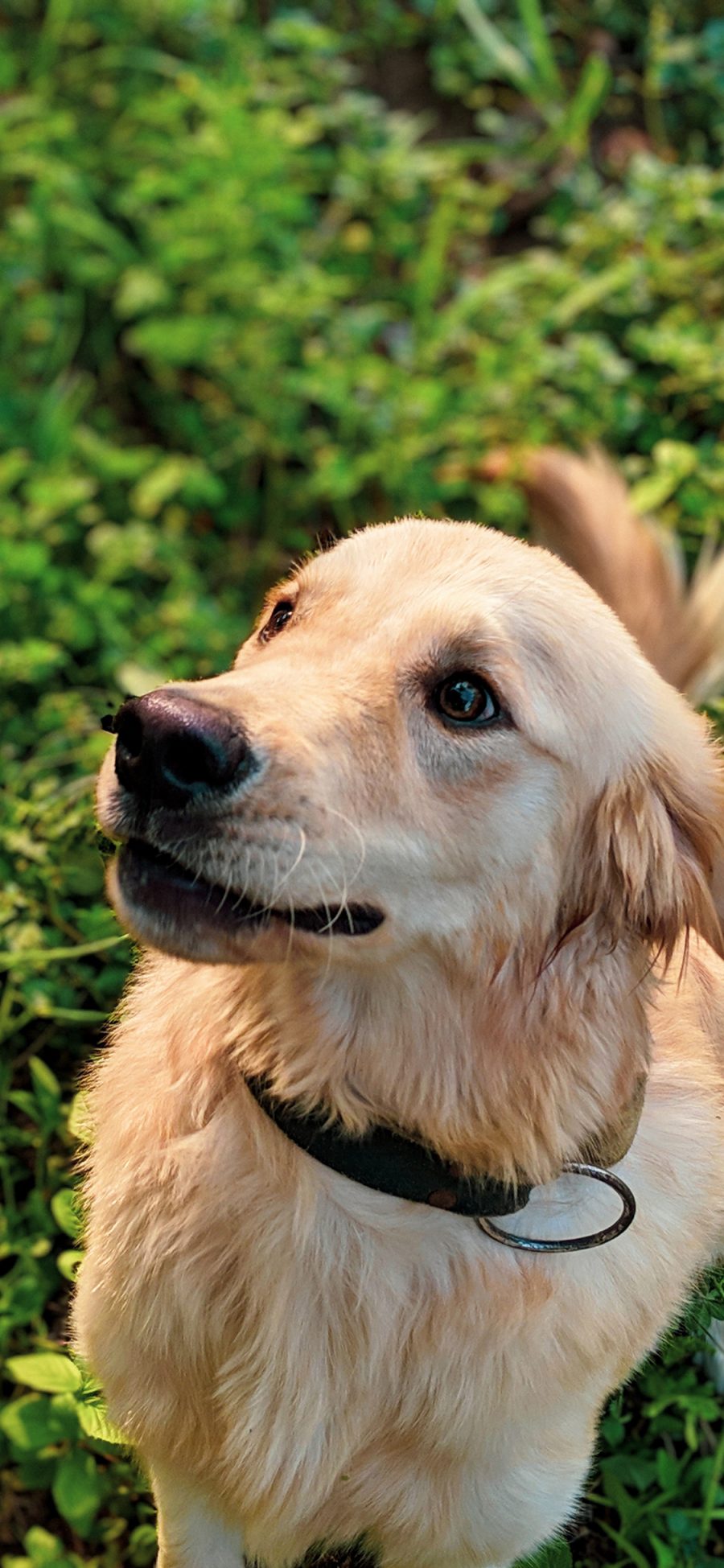 [2436×1125]金毛犬 狗 汪星人 宠物 草坪 苹果手机壁纸图片