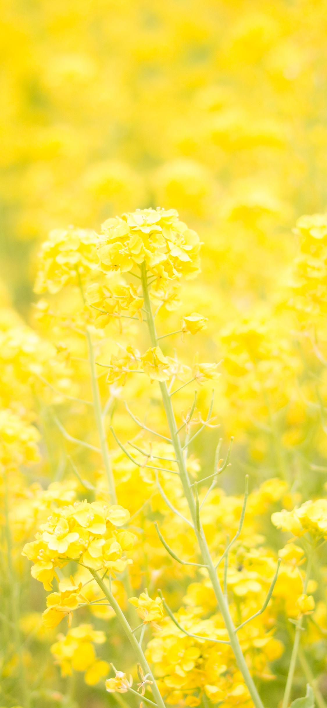 [2436×1125]油菜花 花田 密集 黄 苹果手机壁纸图片