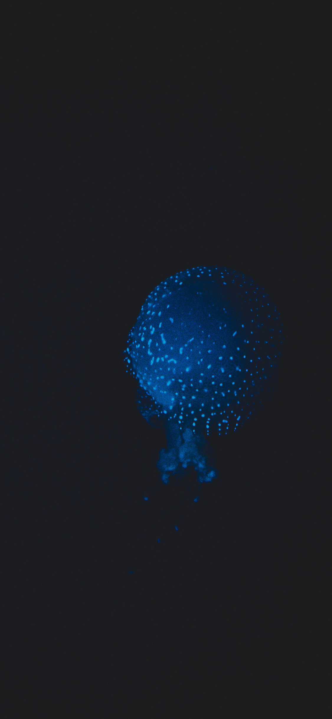 [2436×1125]水母 海洋生物 海底 蓝 苹果手机壁纸图片