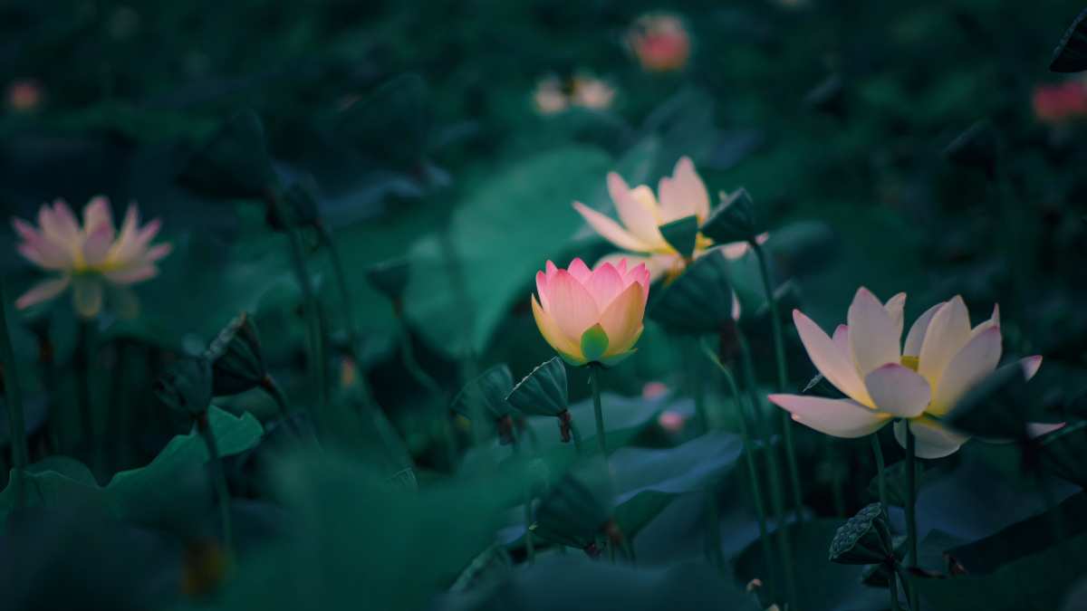 绝美光影艺术壁纸：高清自然光效与细腻质感桌面背景